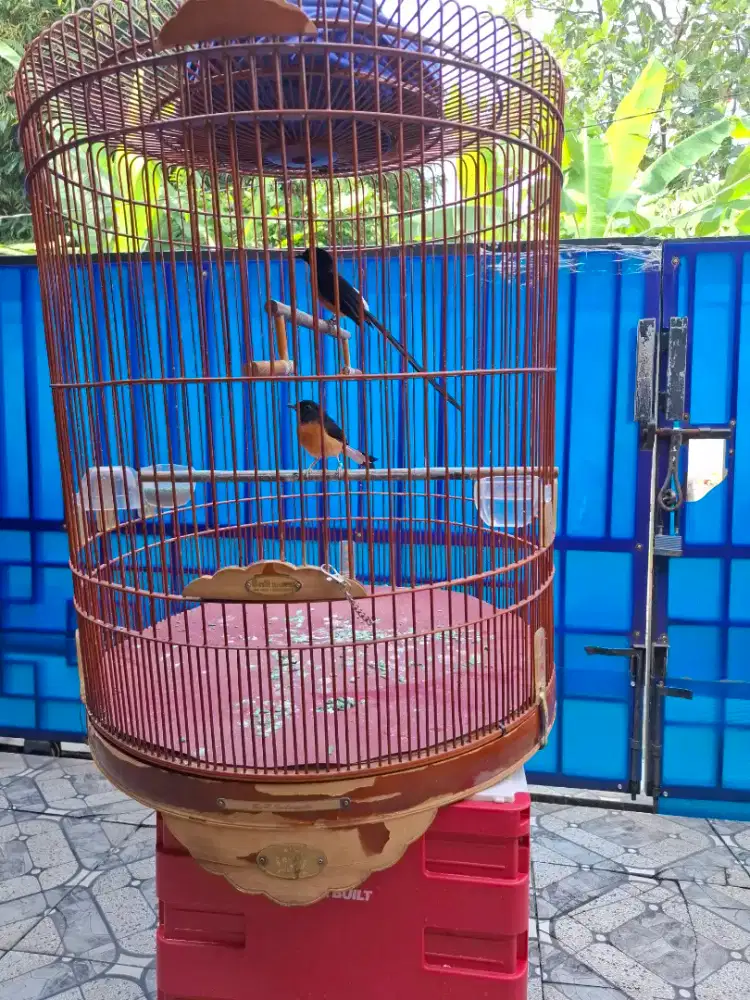 Murai batu medan