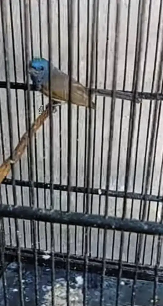 BURUNG MASTERAN KEHICAP RANTING