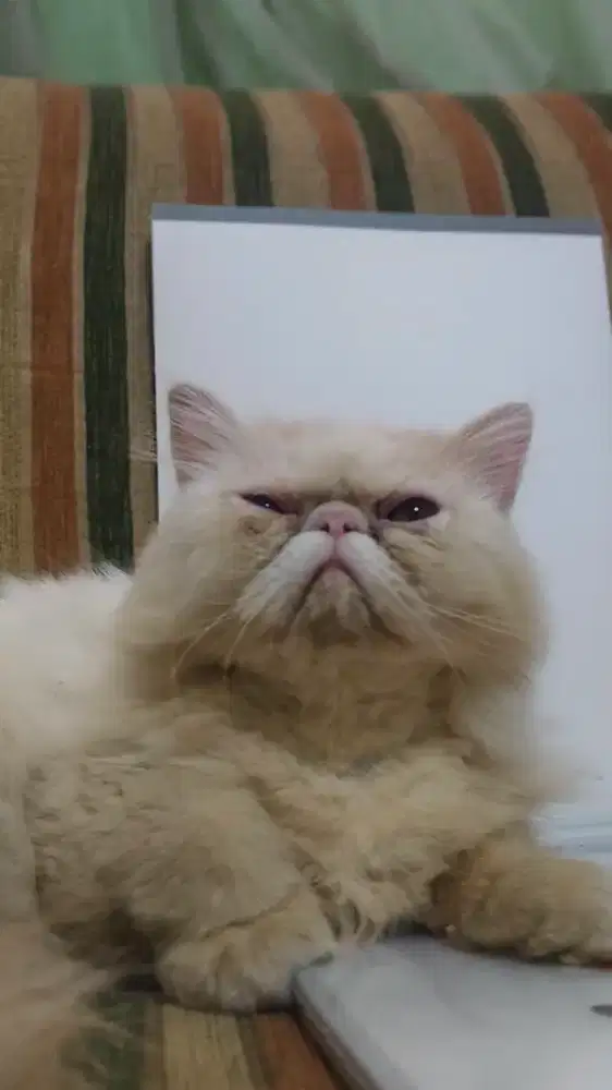 Persian Peaknose extreme