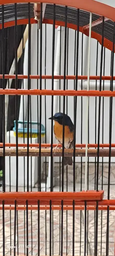 Jual burung Tledekan Gunung