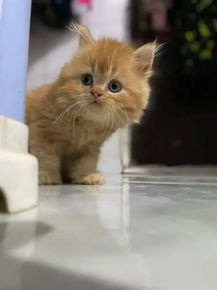 Kitten Betina 2 bulan warna orange dan hitam