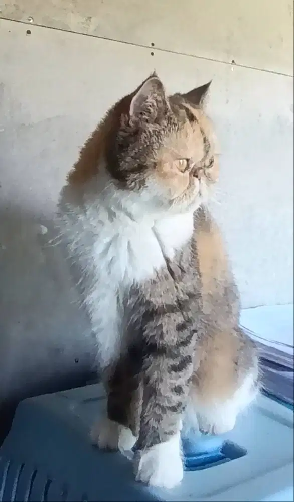 Peaknose betina exotic shorthair.