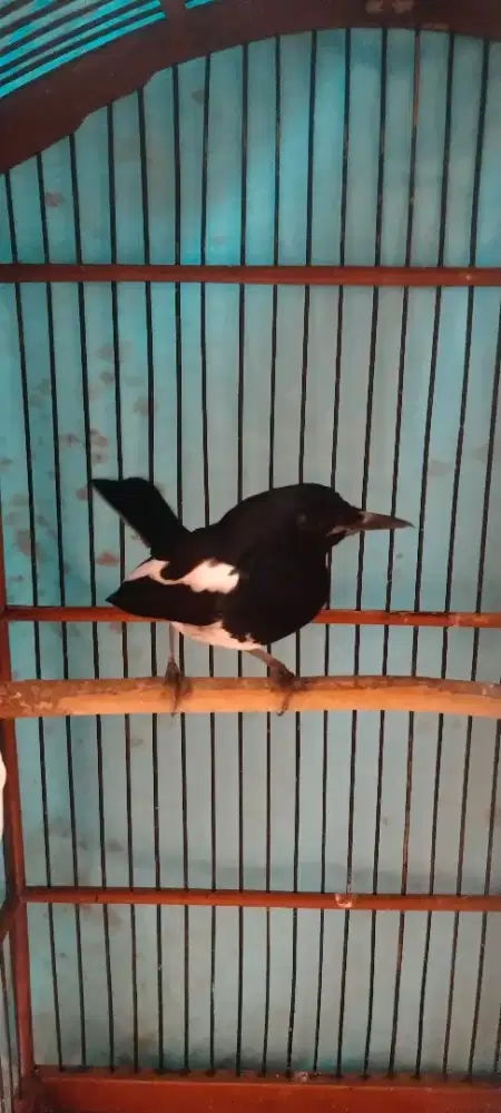 Jual burung kacer  jabar fs