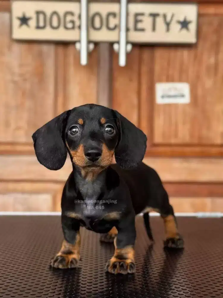 Dachshund Puppy Imut, Si Kecil Penuh Energi!