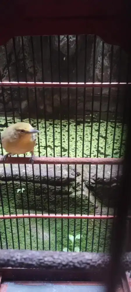 Di jual burung cipoh fs