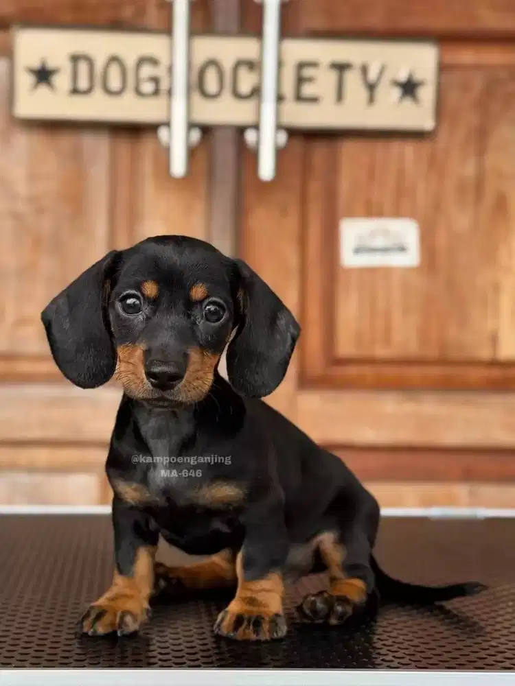 Anjing Dachshund Lucu, Setia dan Menggemaskan!