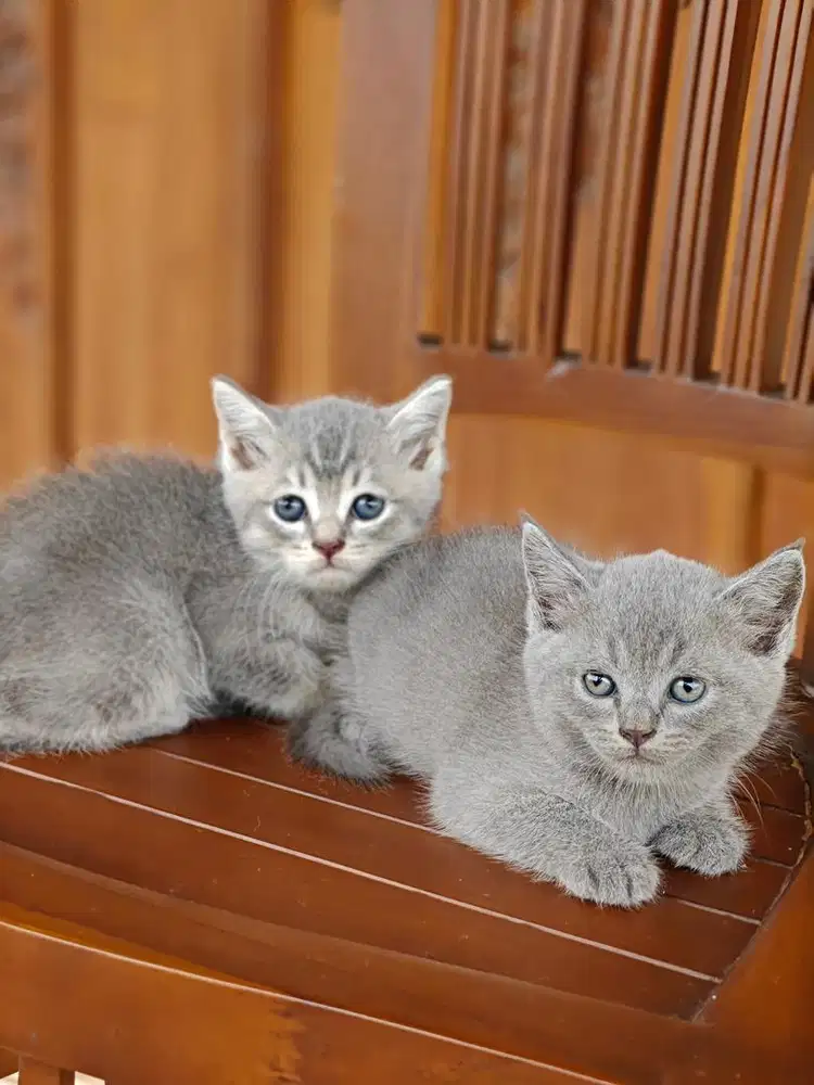 Kitten Kucing BSH x Persia