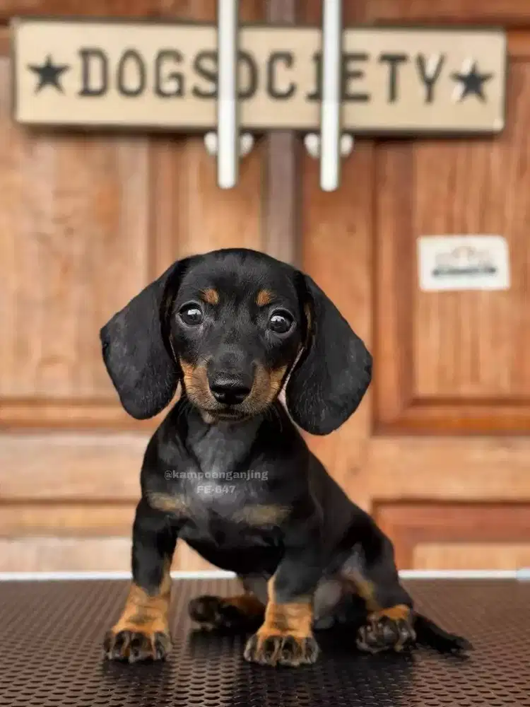 Dachshund, Si Kecil Ceria dan Penuh Kasih Sayang!