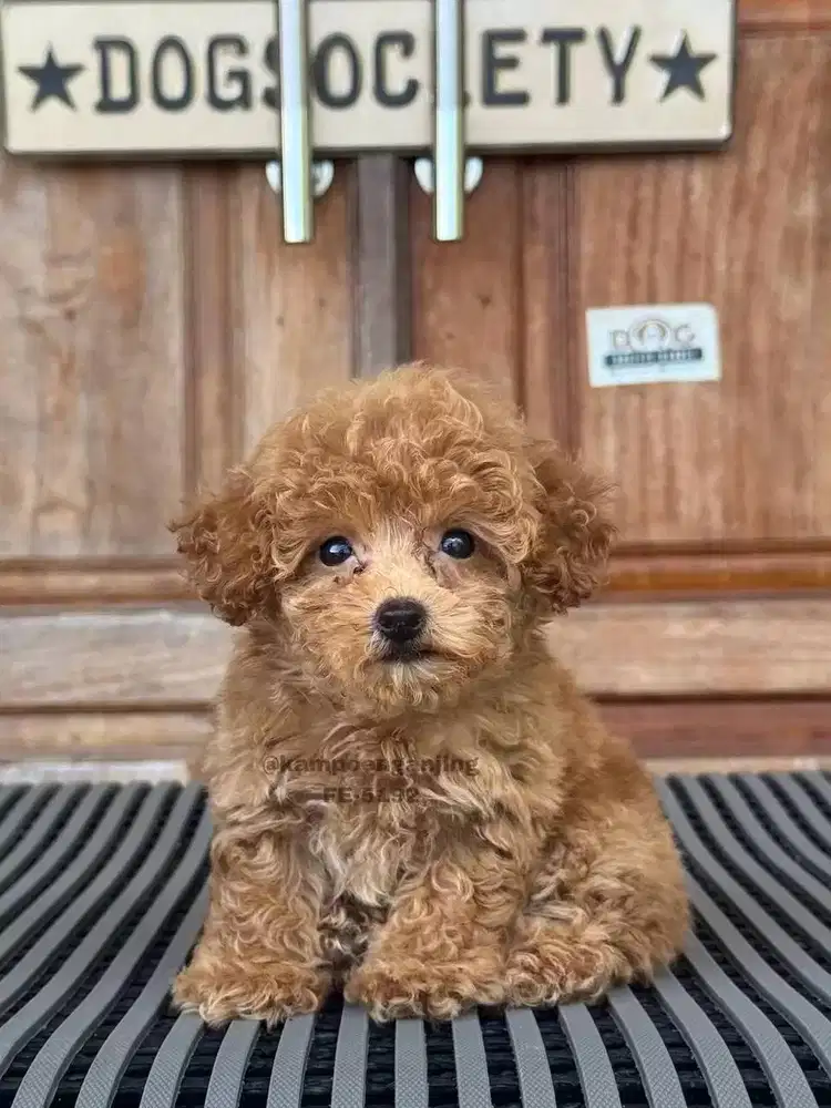 Poodle, Si Kecil Menggemaskan dengan Rambut Keriting yang Manis!