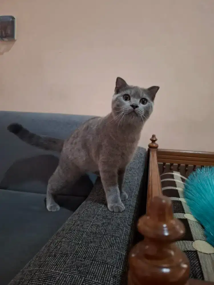 British short hair Jantan 5 bulan