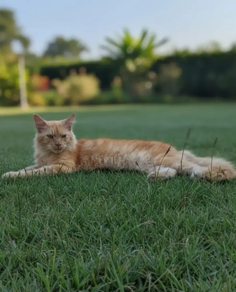 Lepas Adopt Mainecoon Cantik
