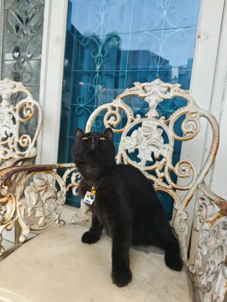 Kitten JANTAN Hitam