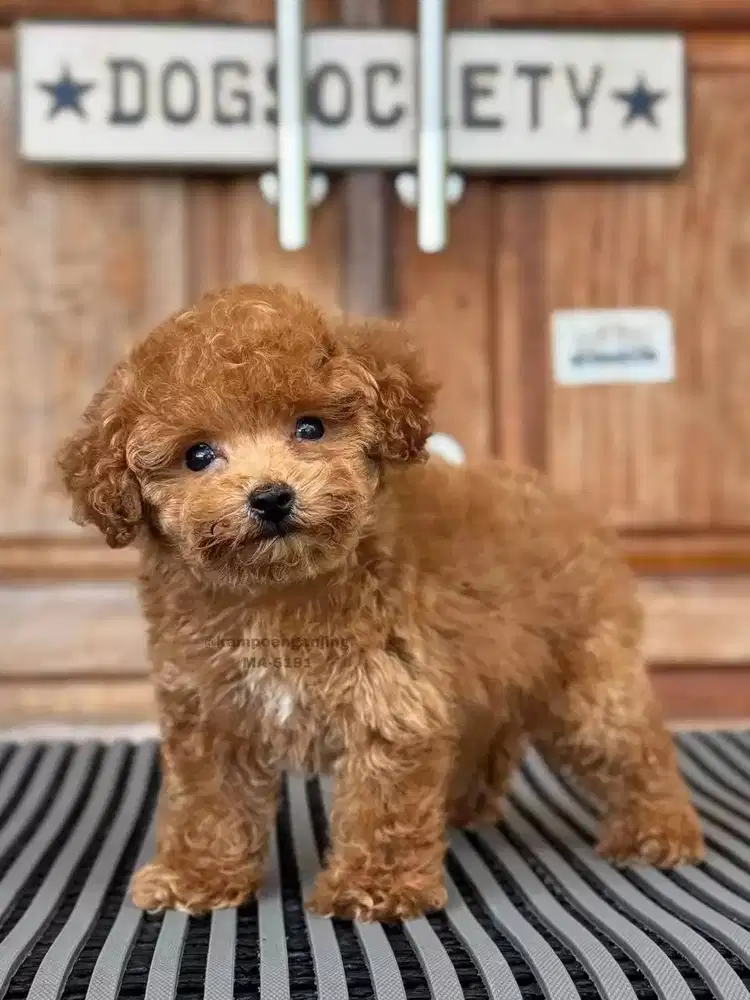 Poodle, Anjing Cerdas dan Setia dengan Kepribadian Ceria!