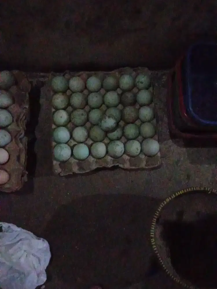 Telur Bebek Mentah