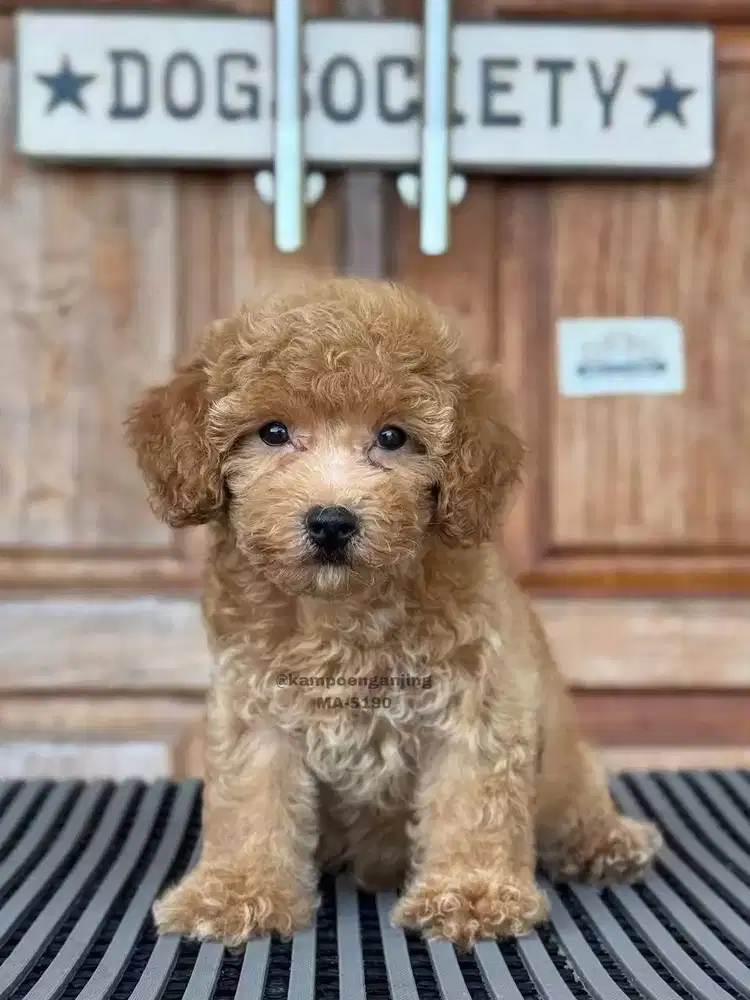 Anjing Poodle, Teman Setia yang Lincah dan Menggemaskan!