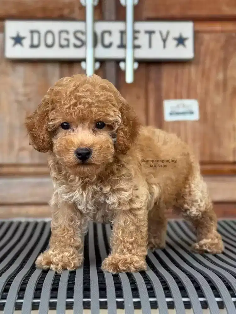 Puppy Poodle, Lucu, Lincah, dan Siap Menjadi Sahabat Anda!
