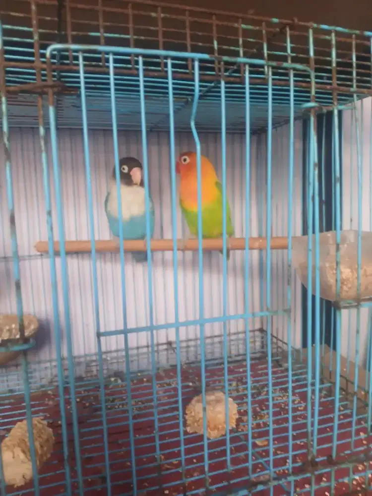 Lovebird sepasang