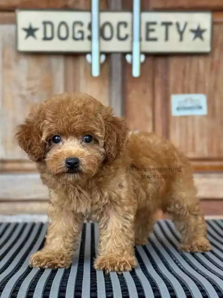 Poodle, Si Imut Lincah yang Selalu Ceria!