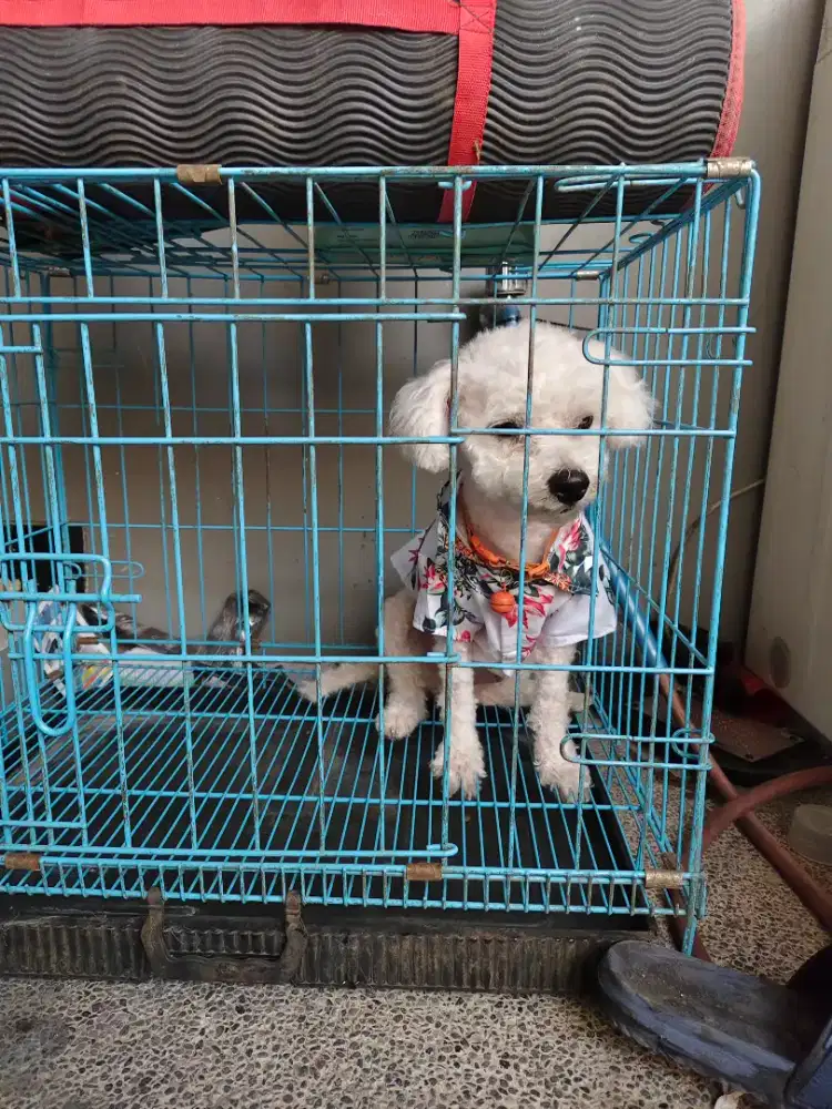 Anjing Poodle usia 1 tahun