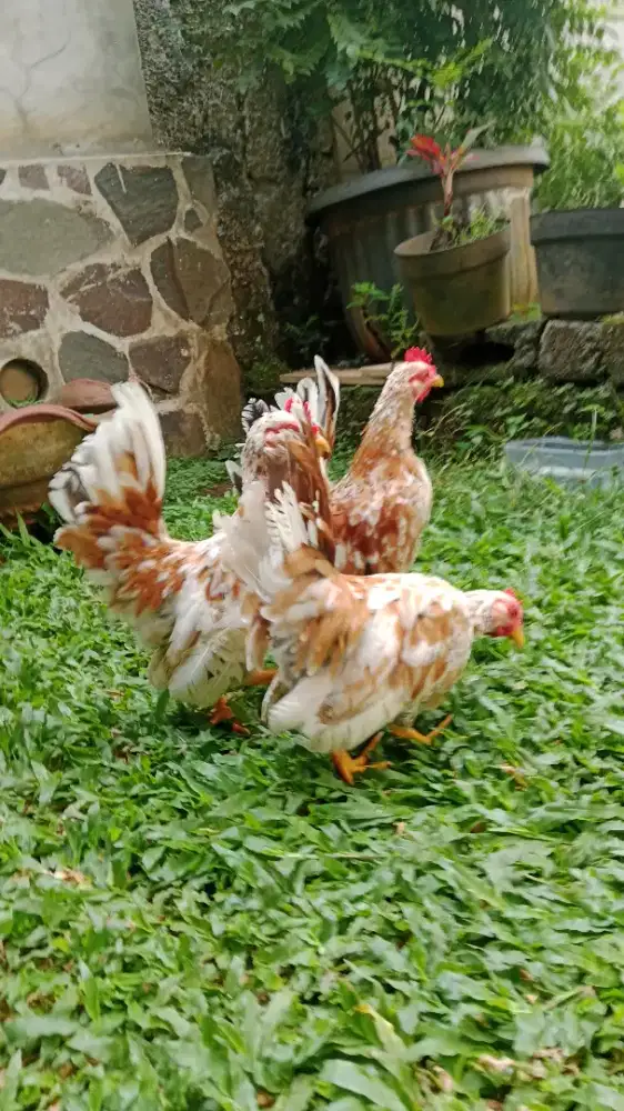 Ayam kate remaka