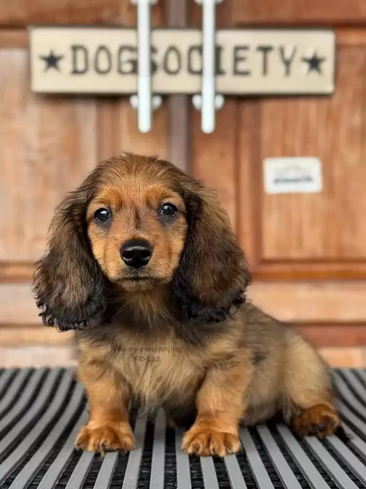 Longhaired Dachshund, Si Imut dengan Bulu Lembut dan Ceria!