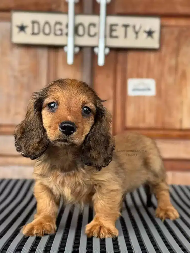 Puppy Longhaired Dachshund, Menggemaskan dan Penuh Kasih Sayang!