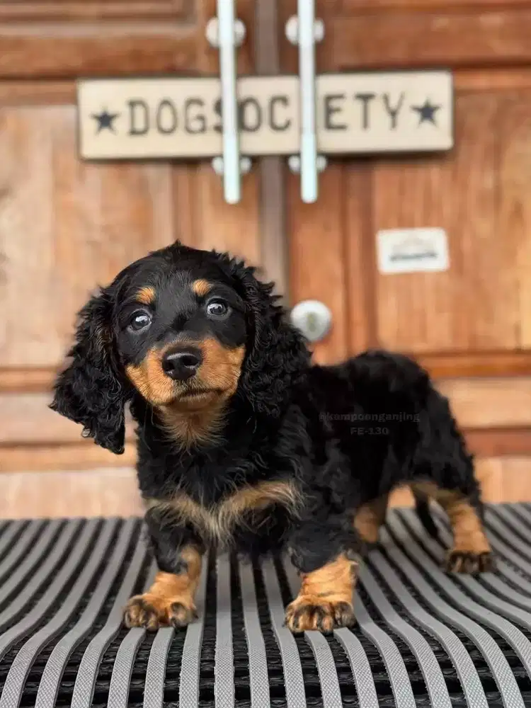 Anjing Longhaired Dachshund, Lincah dan Loyal, Siap Menemani Anda!