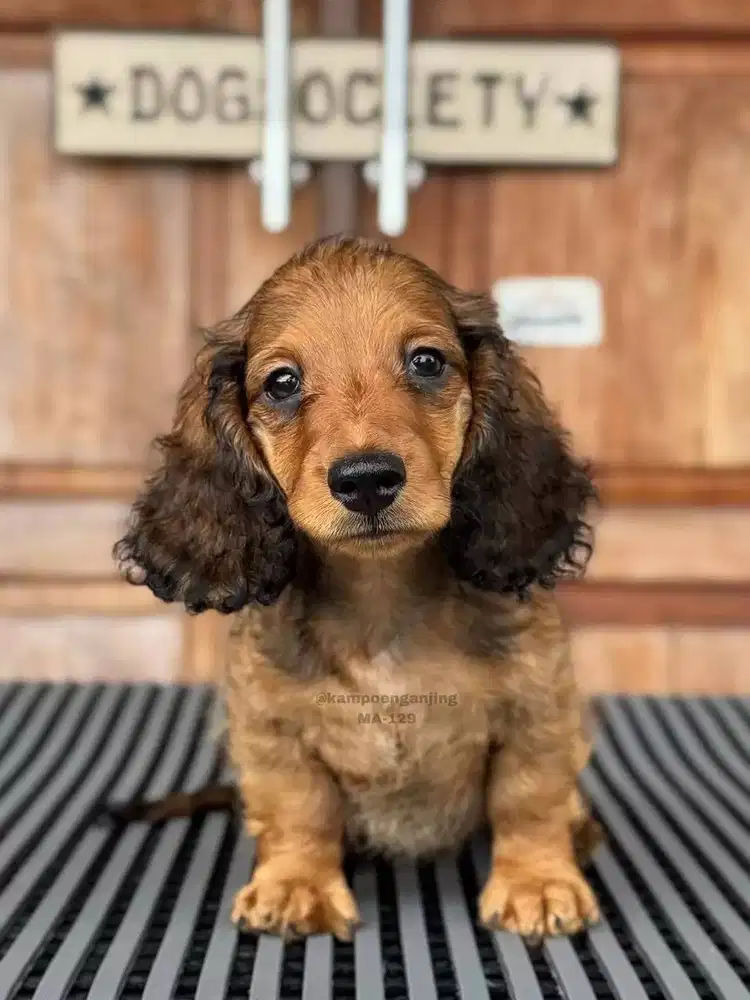 Longhaired Dachshund, Si Penuh Pesona dengan Bulu Panjang yang Indah!