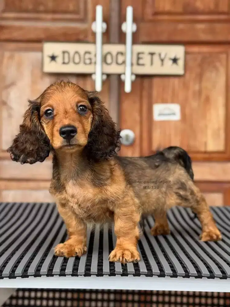 Longhaired Dachshund, Si Penuh Pesona dengan Bulu Panjang yang Indah!