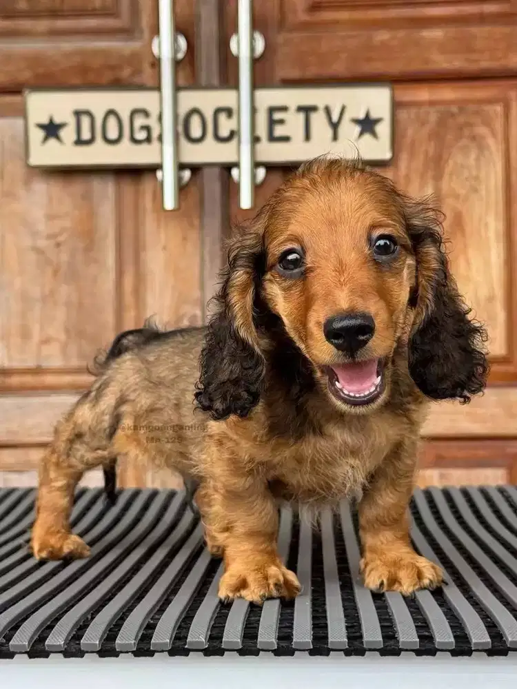 Longhaired Dachshund, Si Penuh Pesona dengan Bulu Panjang yang Indah!