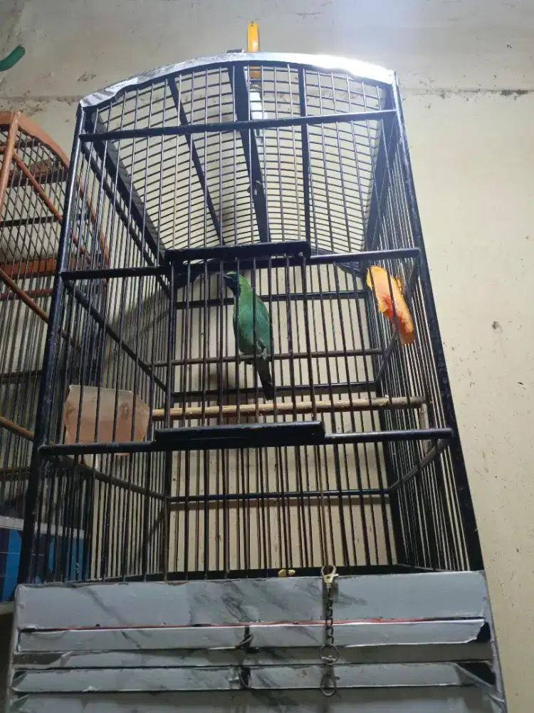 Burung bodi big dan sangkar
