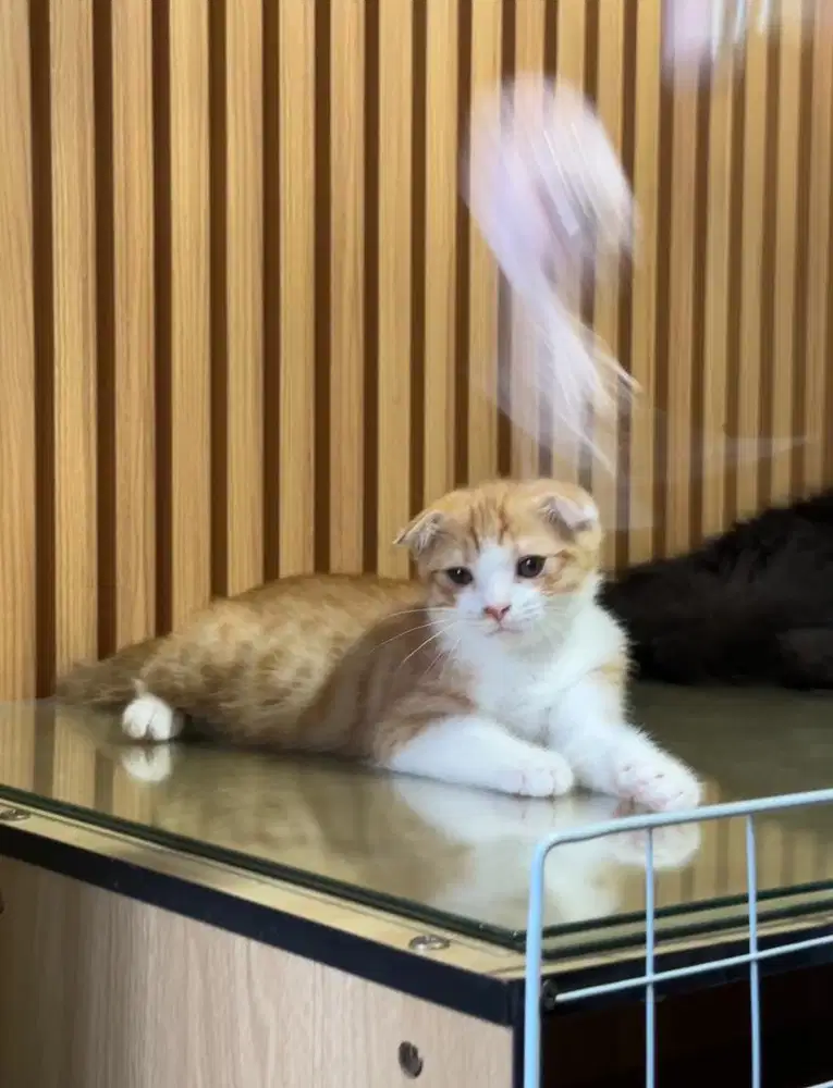 Scotish fold red white