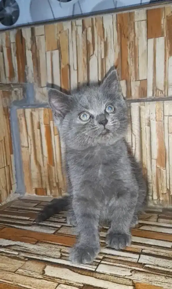 kitten British shorthair jantan