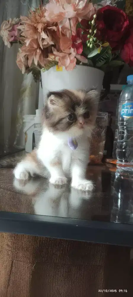 Kucing unyu kitten