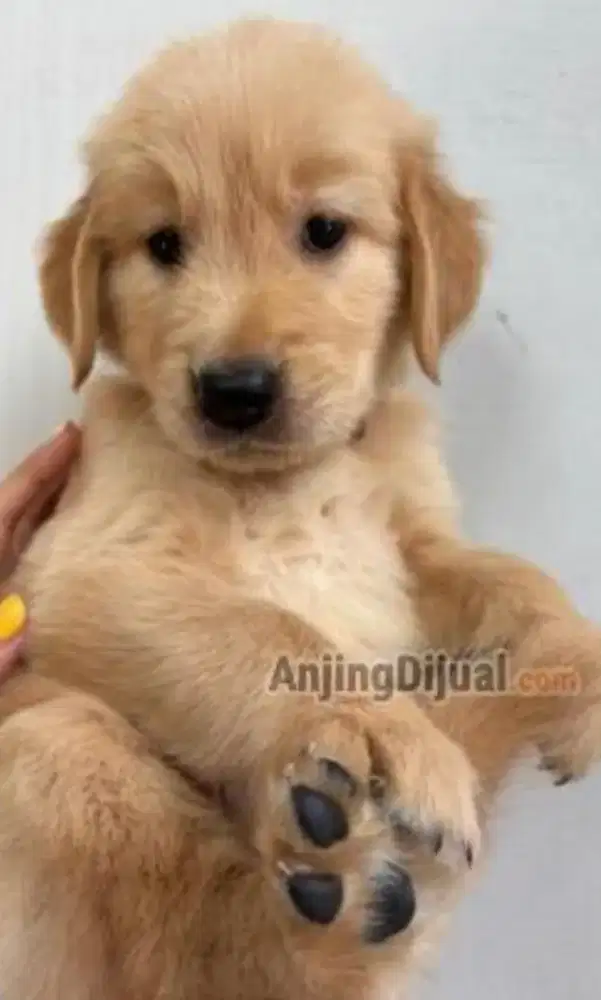 anak anjing golden murah