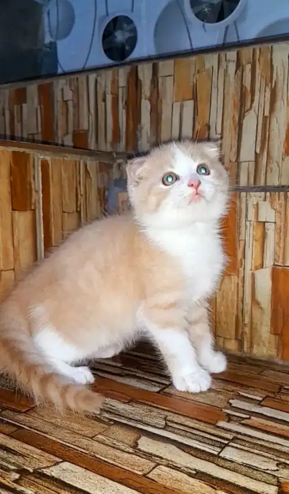 kitten scottish fold