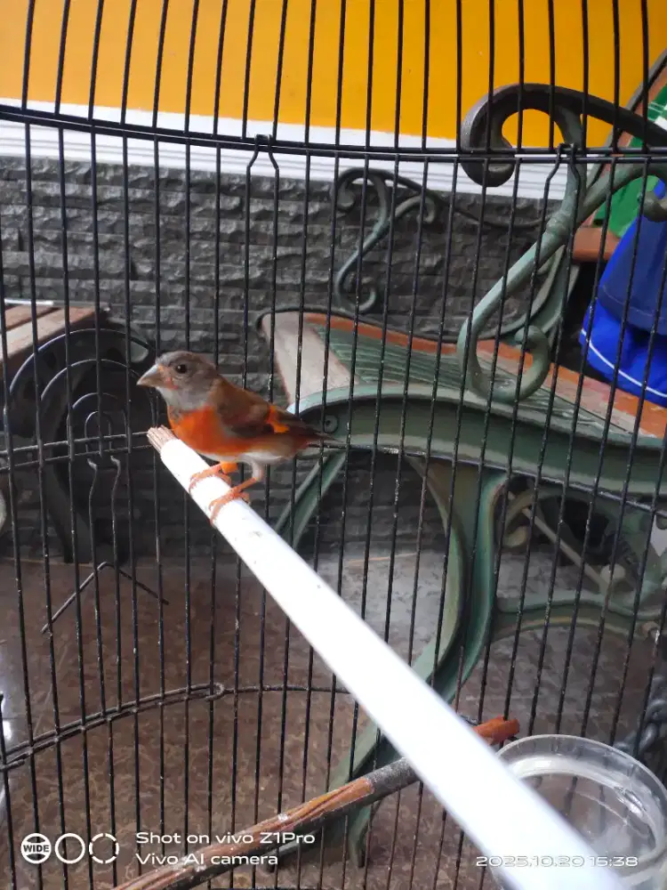 Jual siskin betina bunyi
