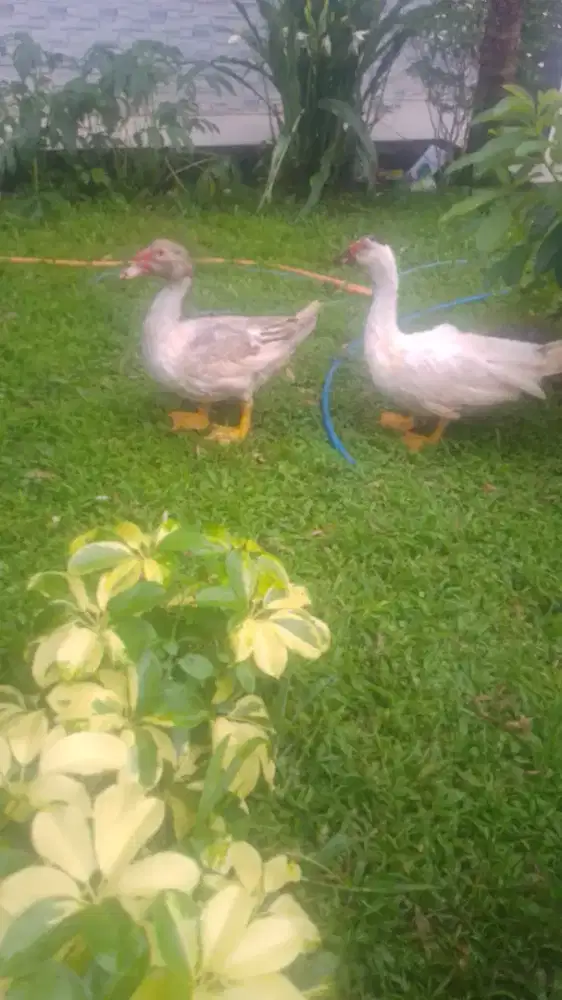 Di Jual Bebek 4 Ekor