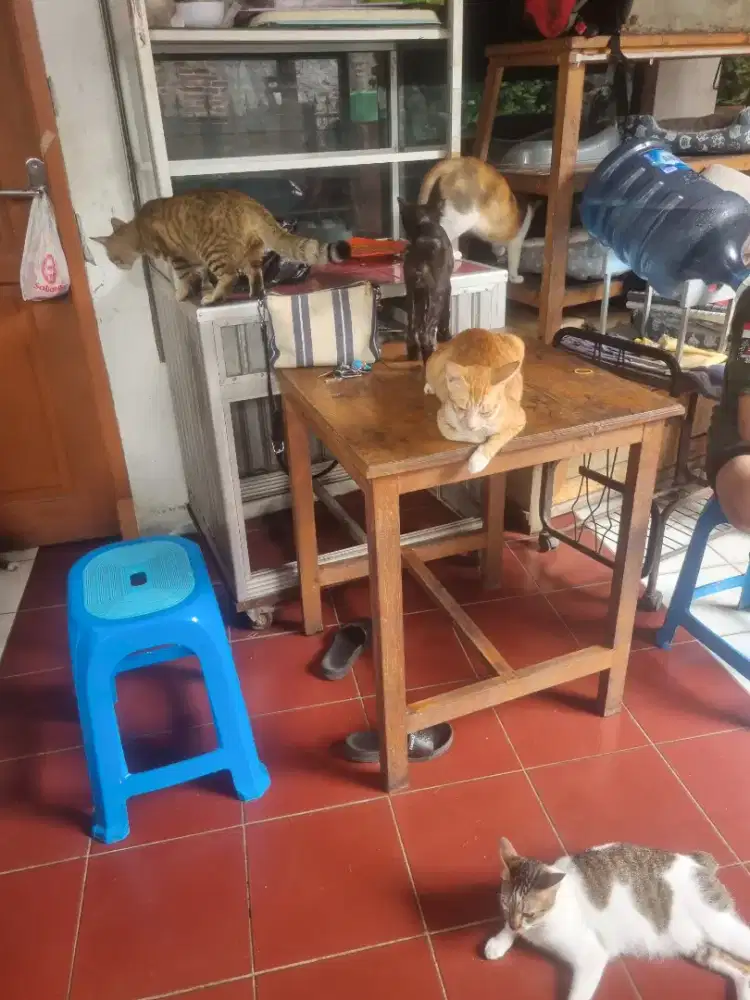Dicari Yang Sudah Biasa Urus Anjing dan Kucing