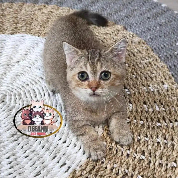 Kucing Munchkin BSH Golden NY25