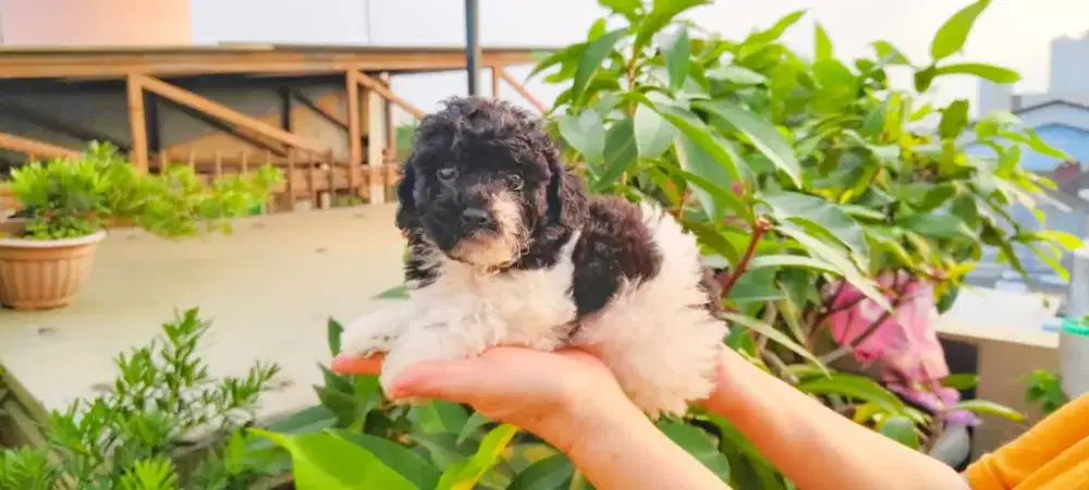 Dijual yorkshire, chihuahua, poodle