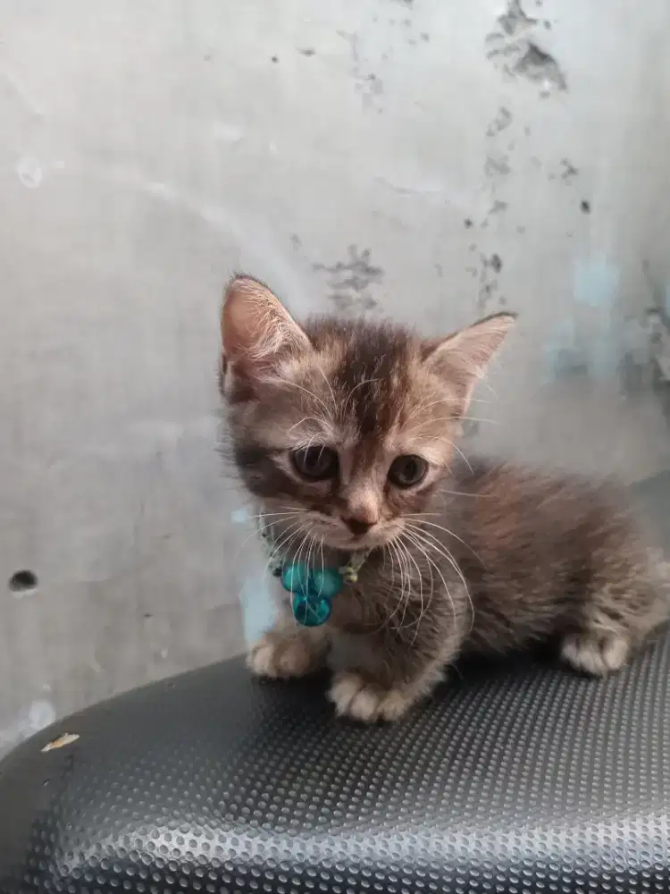 Kucing munckhin atau kucing kaki pendek