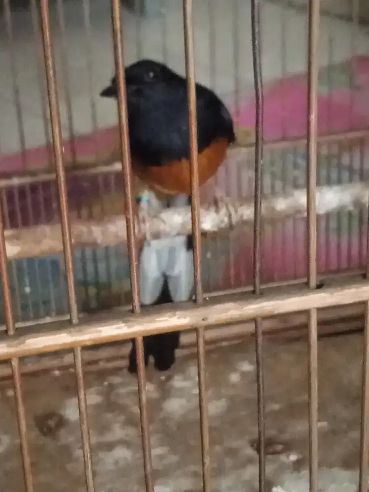 Murei ekor lumayan