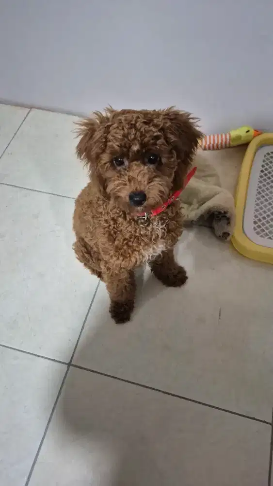 Anjing poodle betina 4bulan