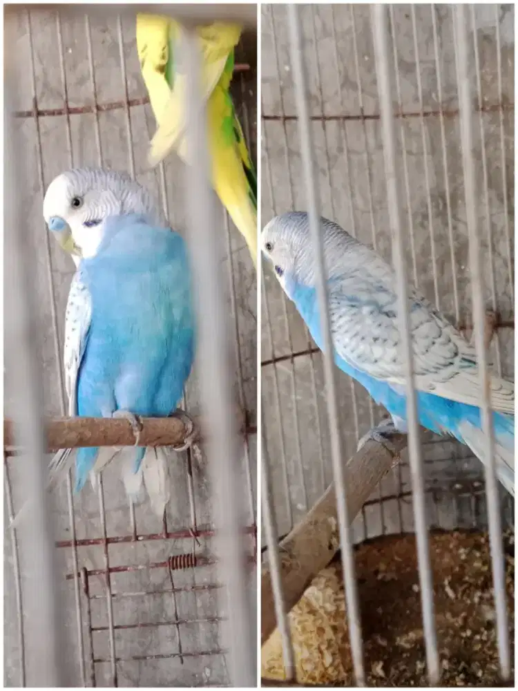 Burung parkit sepasang warna warni