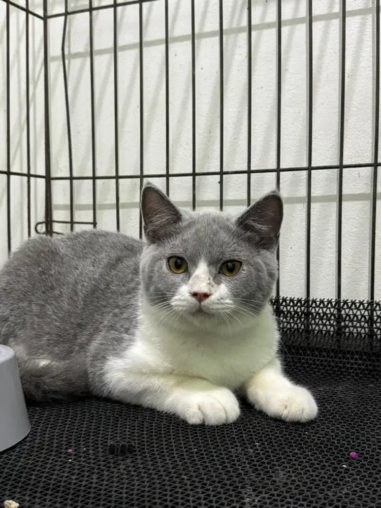 Kucing bsh rusia pure