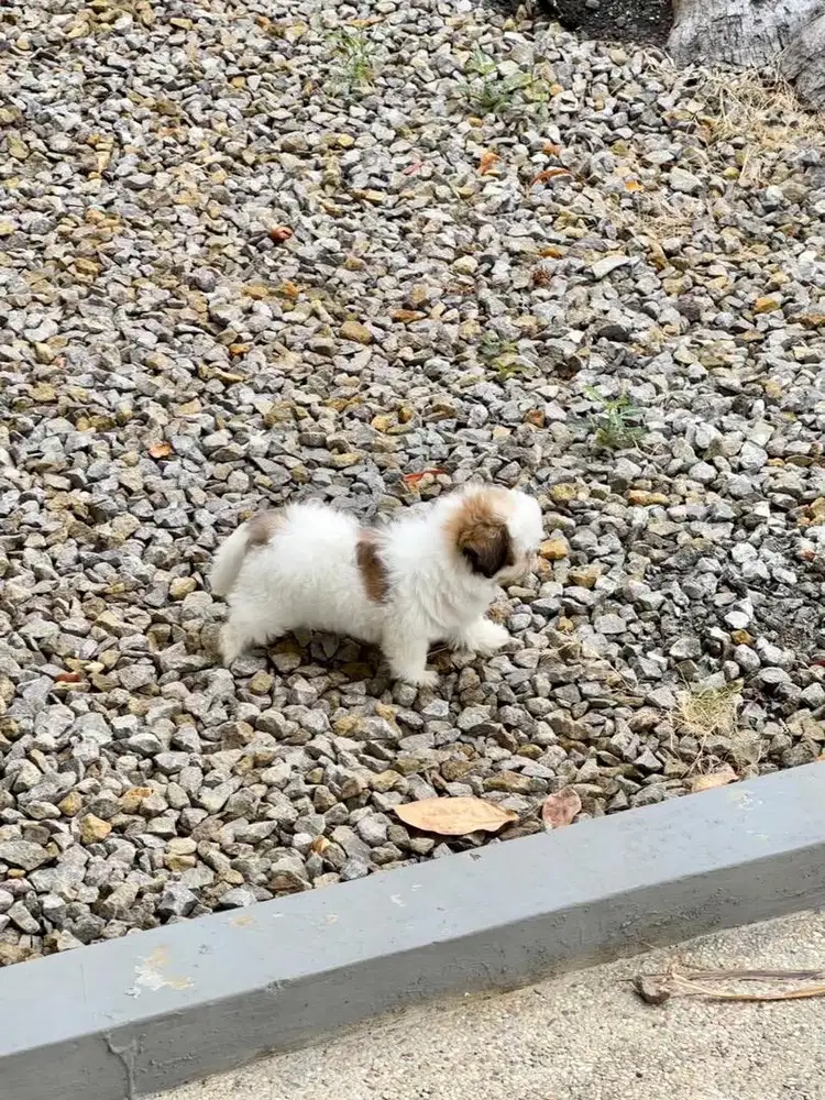 Shihtzu shih tzu shitsu
