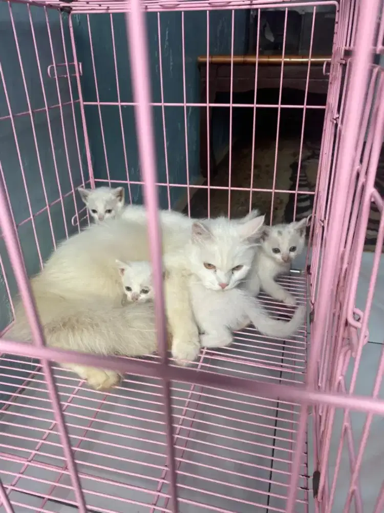Lepas adopsi kucing persia indukan dan anak3 ya