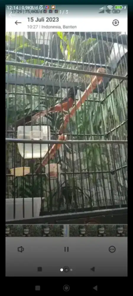 Murai bohorok (bisa ajukkan barter)