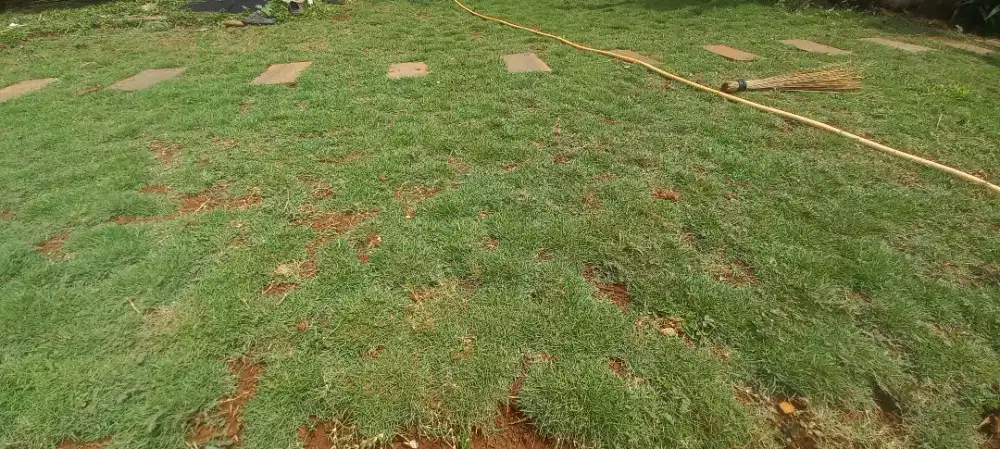 Rumput jepang cod